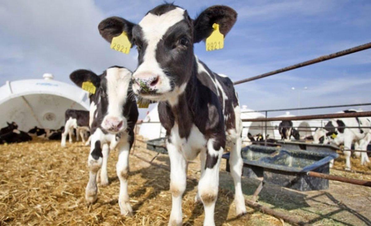 Şap hastalığı nedir