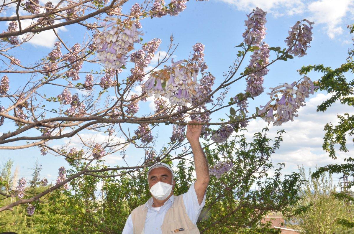 Kahramanmaraş'ta dünyanın en hızlı büyüyen ağacı