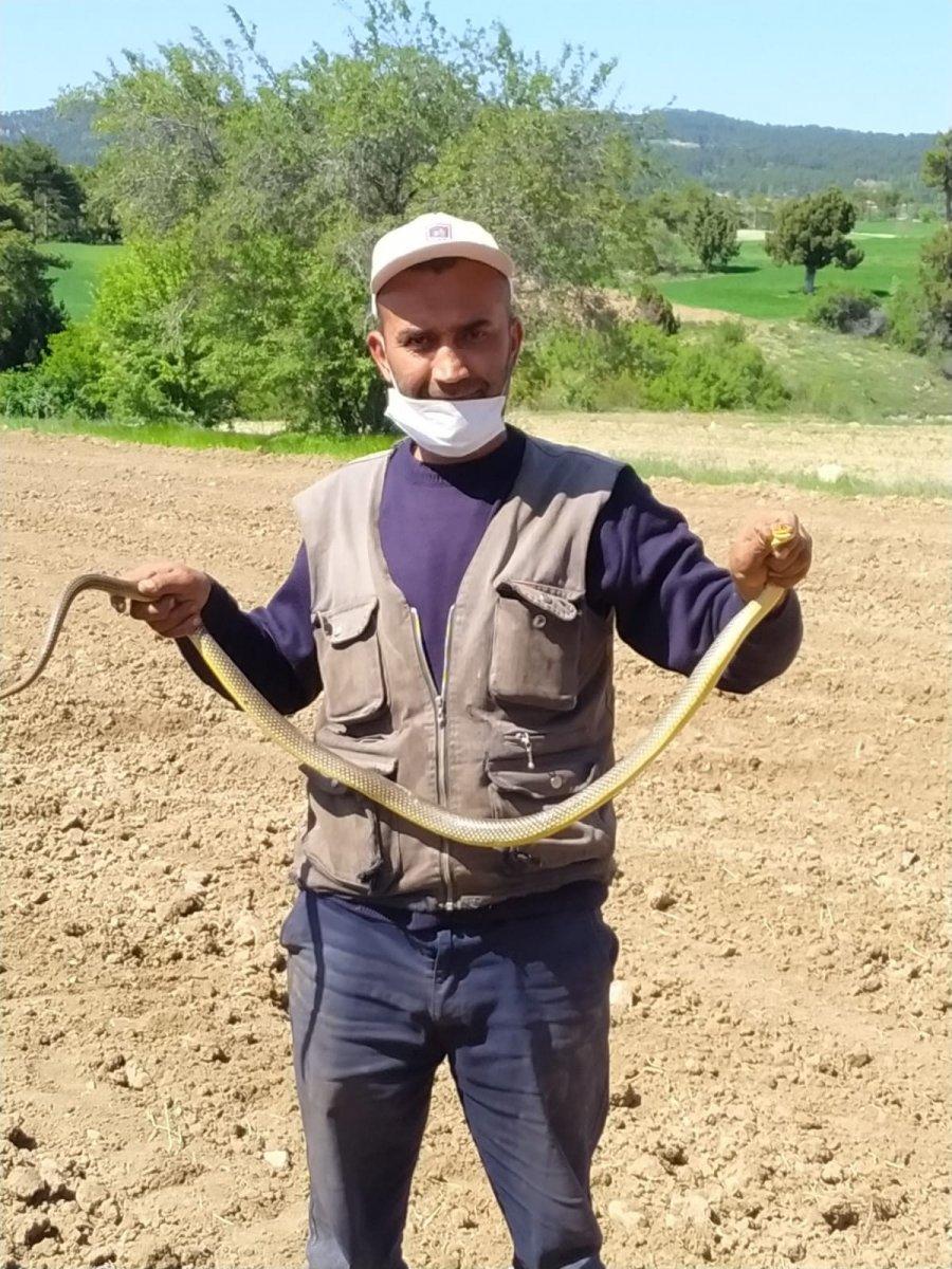 Denizli'de yakaladığı 1.5 metrelik yılanla böyle oynadı