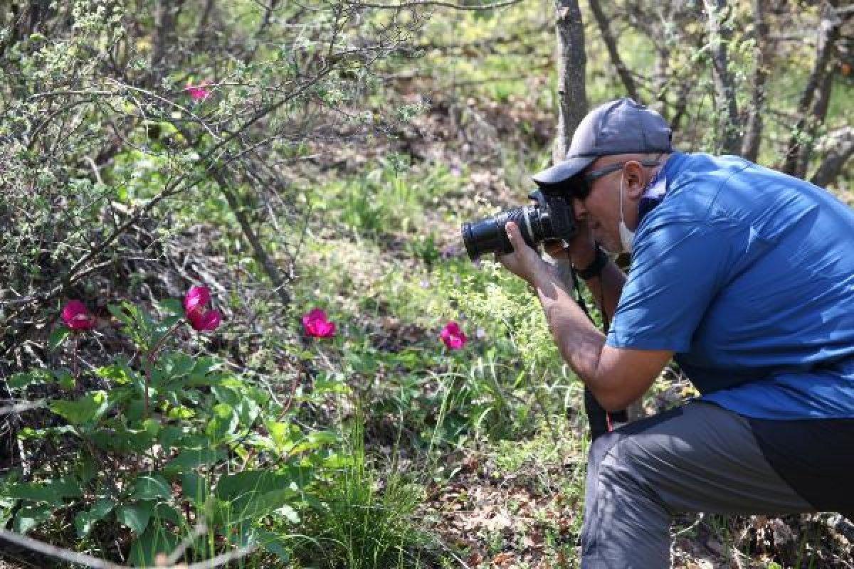 Konya'da şakayık çiçeğini koparmanın cezası 60 bin lira