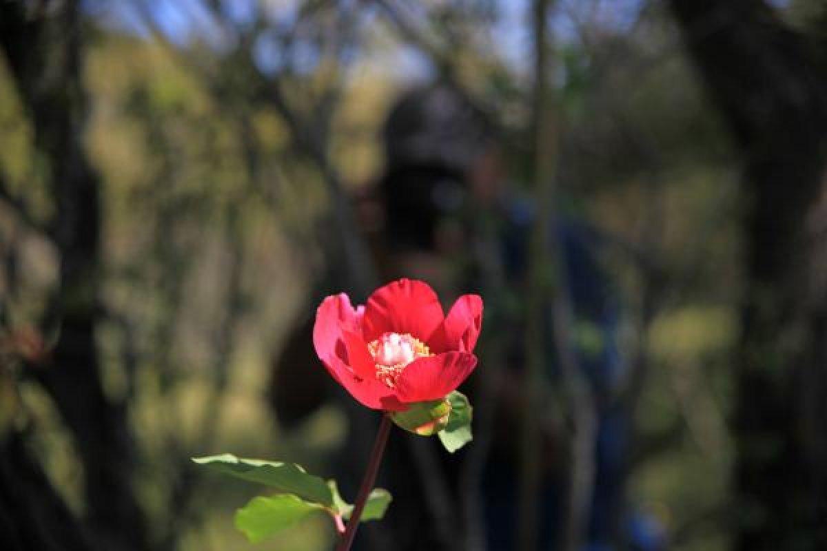 Konya'da şakayık çiçeğini koparmanın cezası 60 bin lira