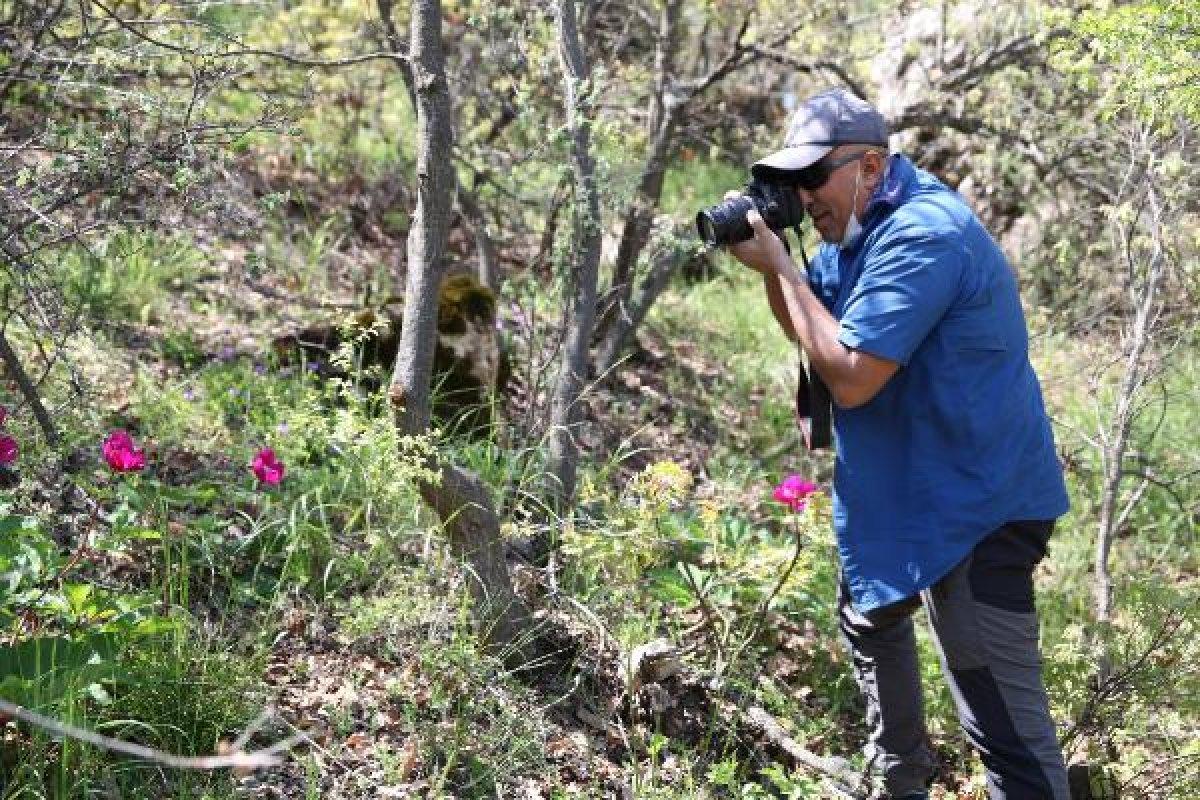 Konya'da şakayık çiçeğini koparmanın cezası 60 bin lira