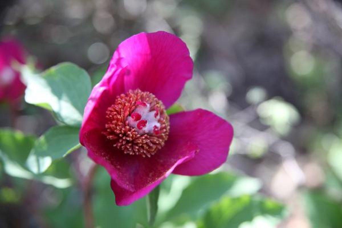 Konya'da şakayık çiçeğini koparmanın cezası 60 bin lira