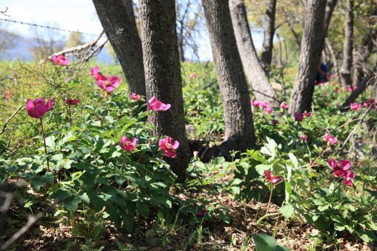 Konya'da şakayık çiçeğini koparmanın cezası 60 bin lira