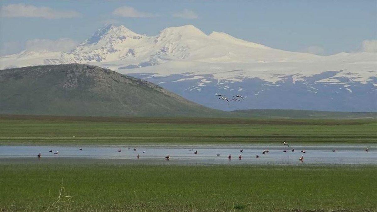Kuyucuk Gölü yeniden kuş cenneti oldu