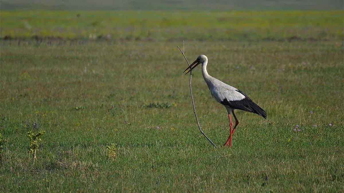 Kuyucuk Gölü yeniden kuş cenneti oldu