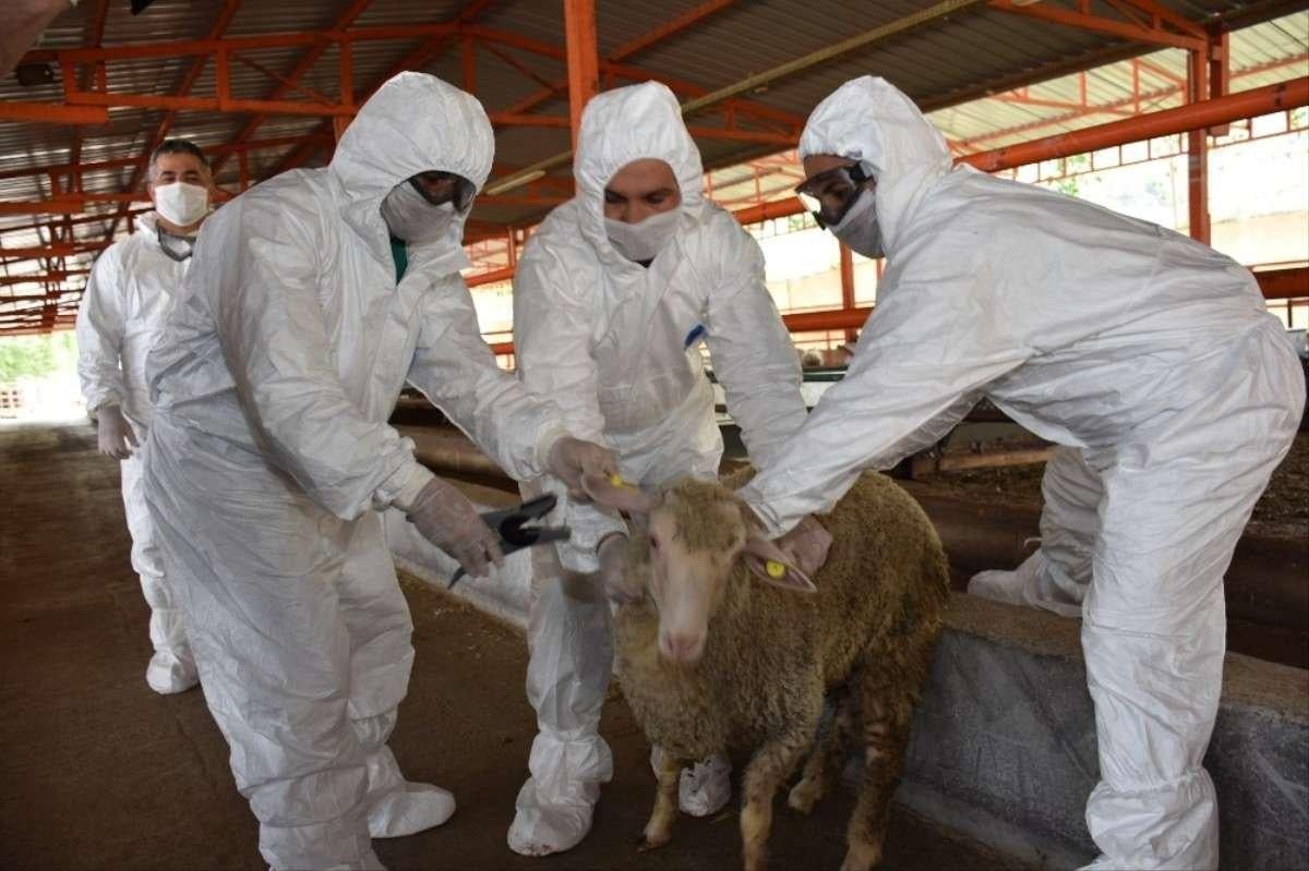 Tarım ve hayvancılıkta korona tedbirleri