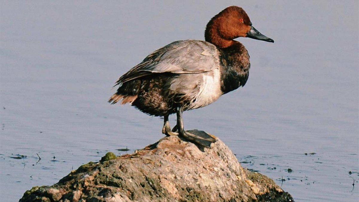 Kuyucuk Gölü yeniden kuş cenneti oldu