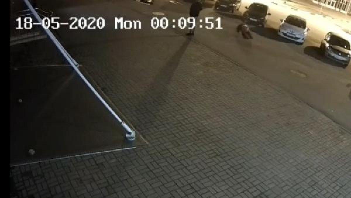 Rusya'da şehre inen ayı adama saldırdı