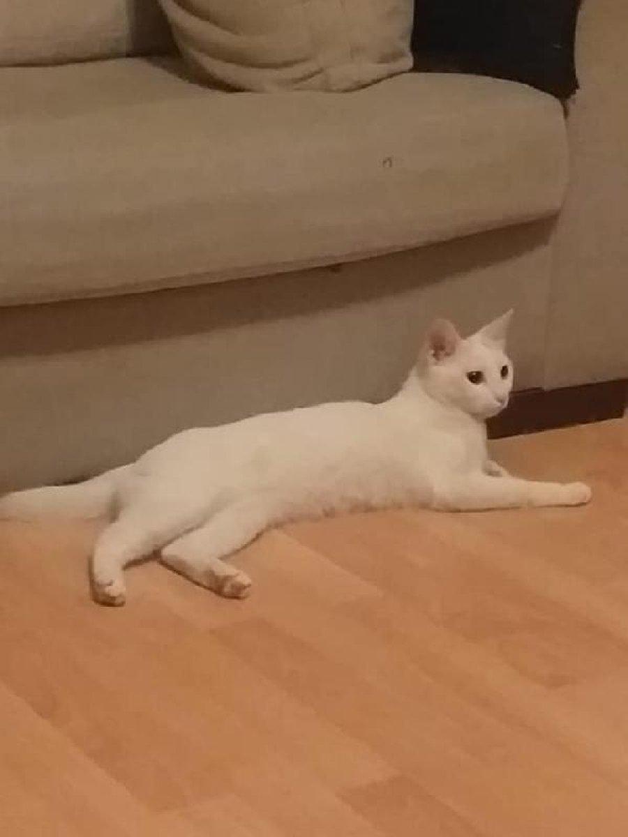 Canlı yayında kedisini dövdü