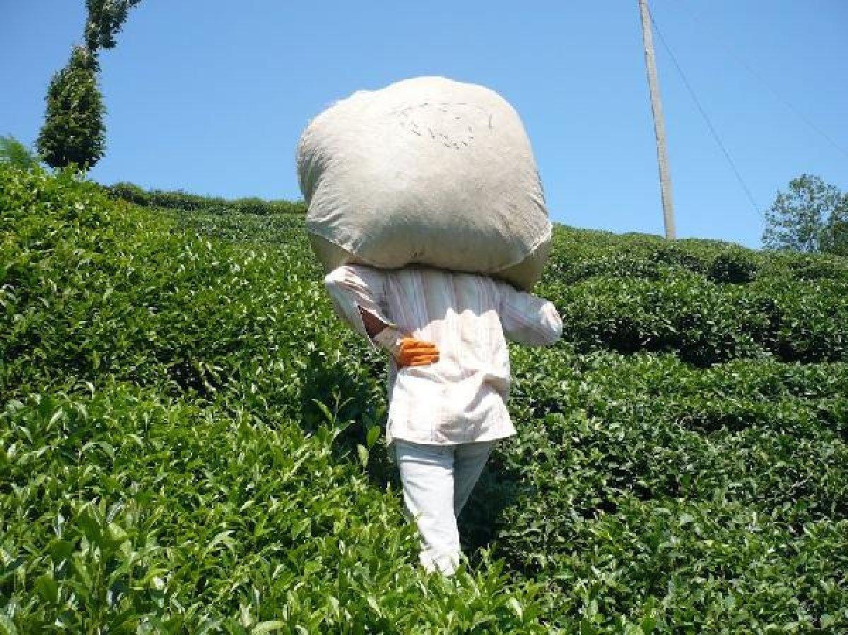Doğu Karadeniz'de üretici çay toplamaya başladı