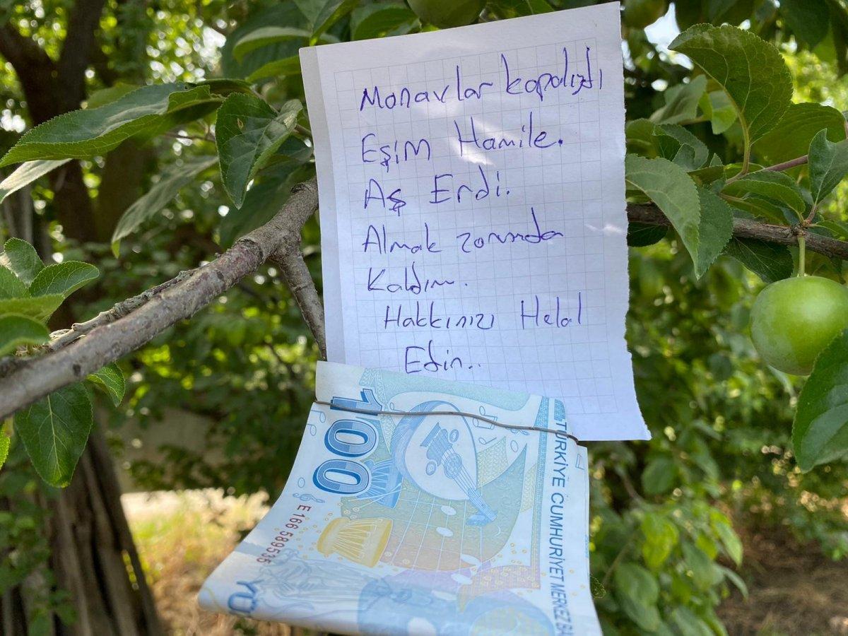 Hamile eşi için topladığı eriğin parasını ağaca astı