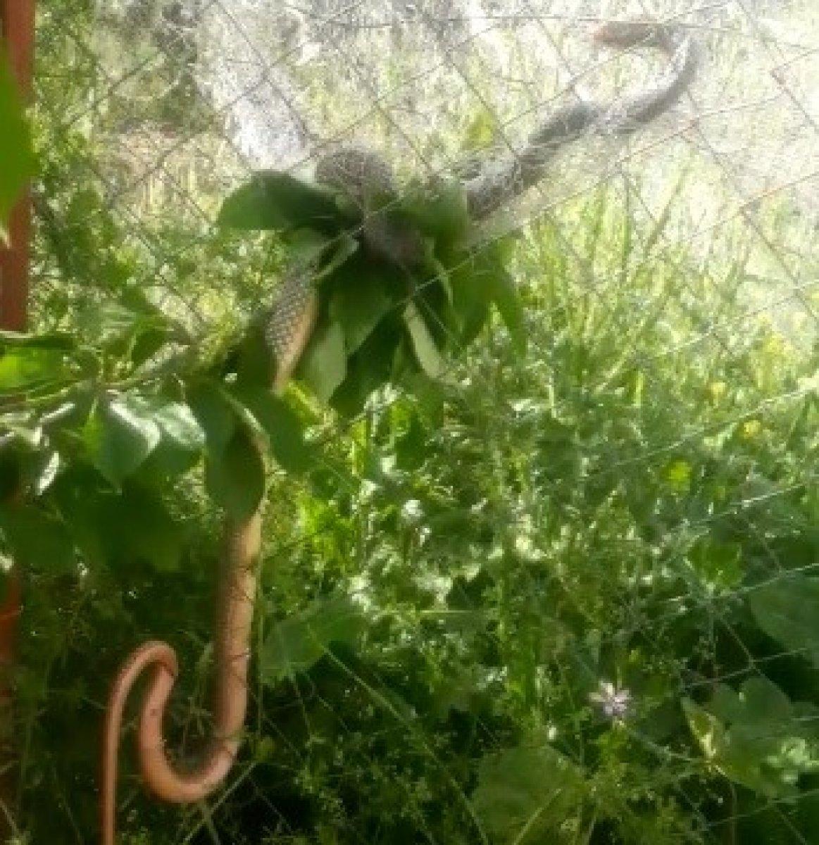 Bursa'da arka araya ortaya çıkan yılanlar, korku yarattı