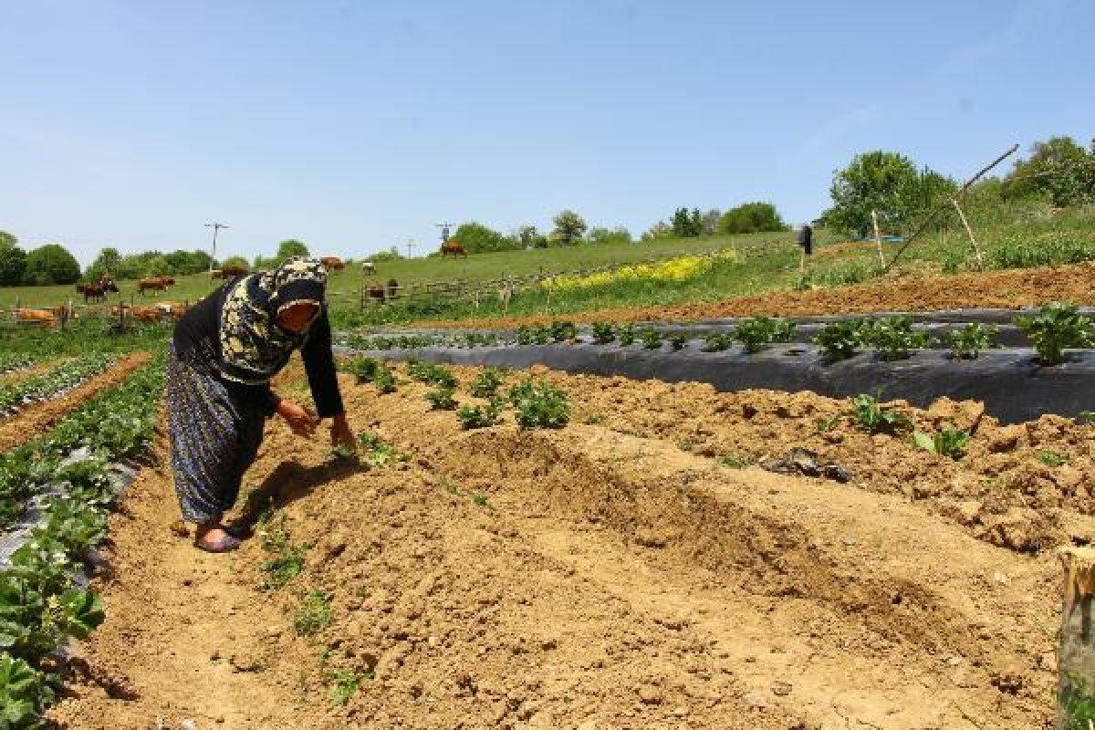 Emekli öğretmen çiftin toprak aşkı