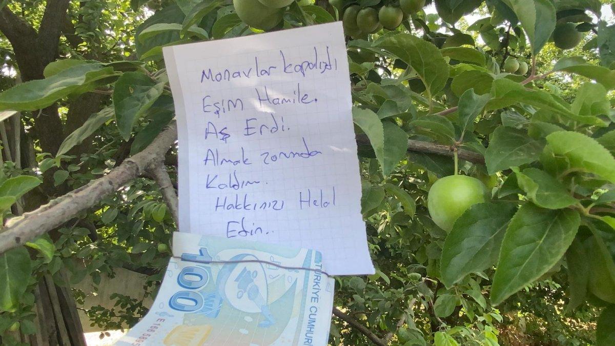 Hamile eşi için topladığı eriğin parasını ağaca astı