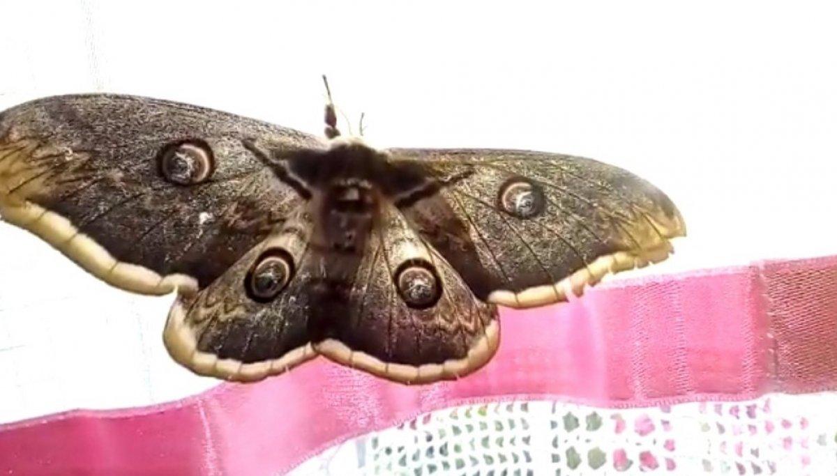 Kanat açıklığı 16 santimetre olan tavus güvesi kelebeği