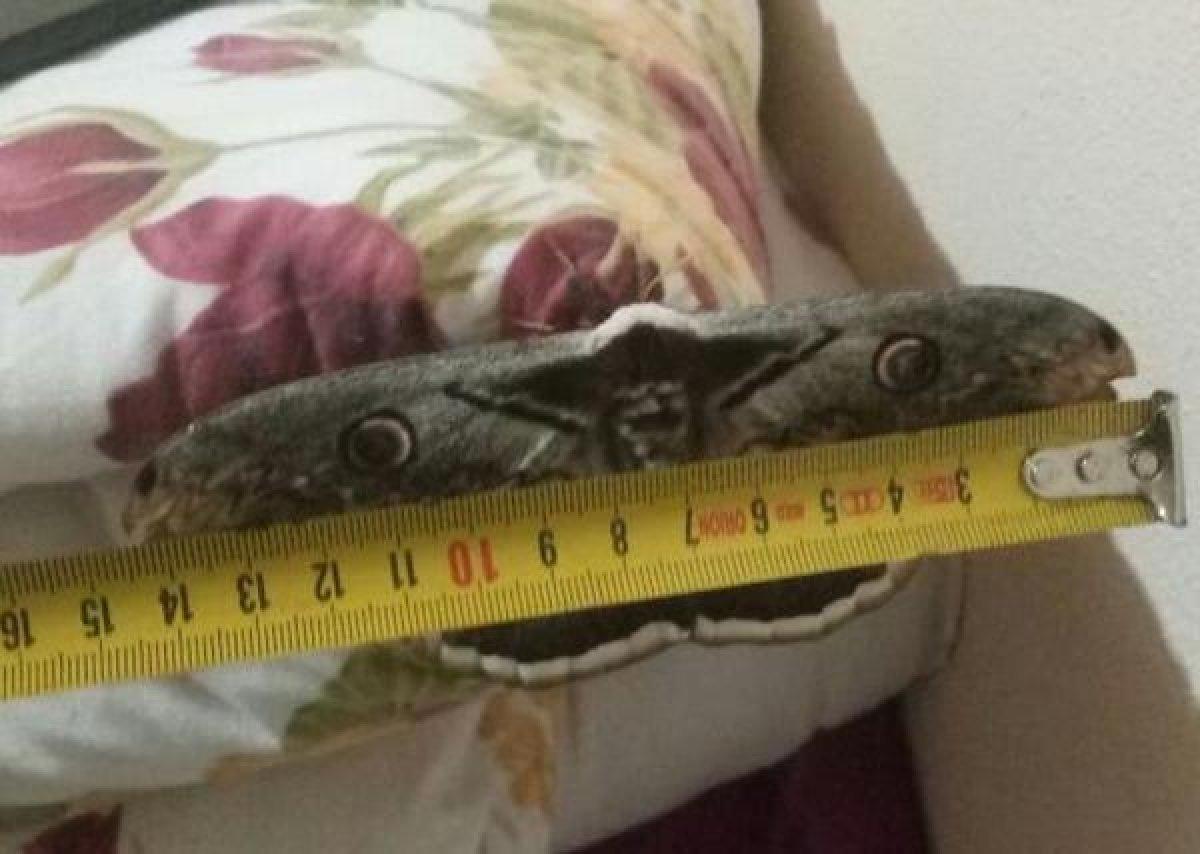 Kanat açıklığı 16 santimetre olan tavus güvesi kelebeği