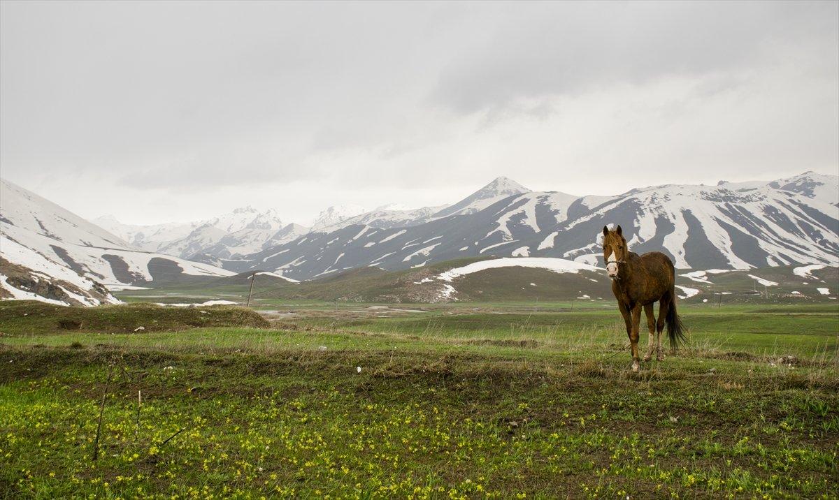 Faraşin Yaylası'ndan kartpostallık kareler