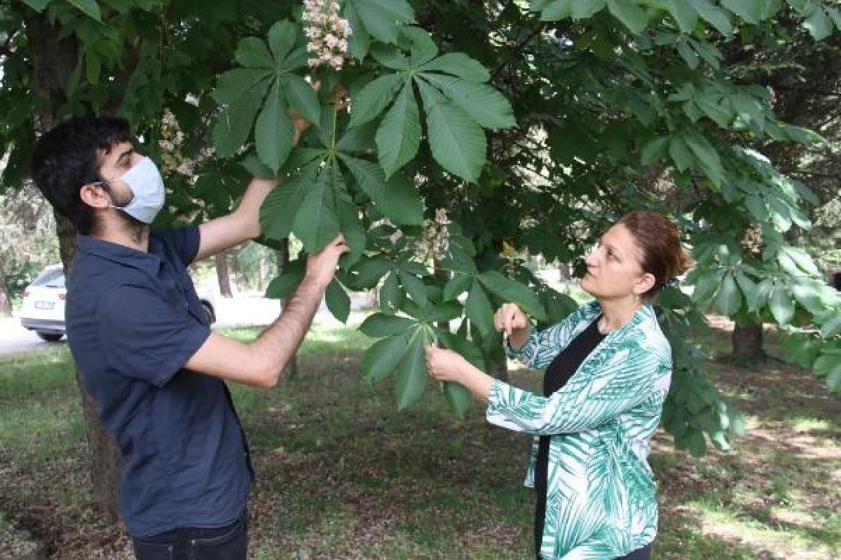 Gal arısı, kestane ağaçlarına zarar veriyor