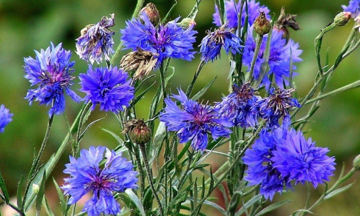 Peygamber çiçeği nedir