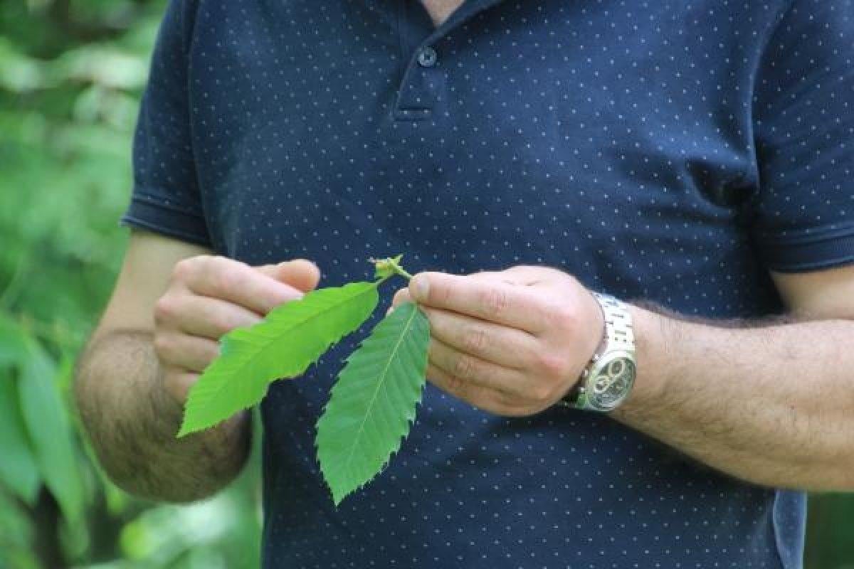 Gal arısı, kestane ağaçlarına zarar veriyor