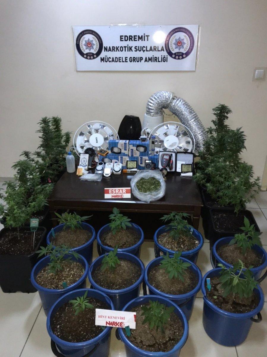 Balıkesir'de evinde Hint keneviri üreten şahıs yakalandı