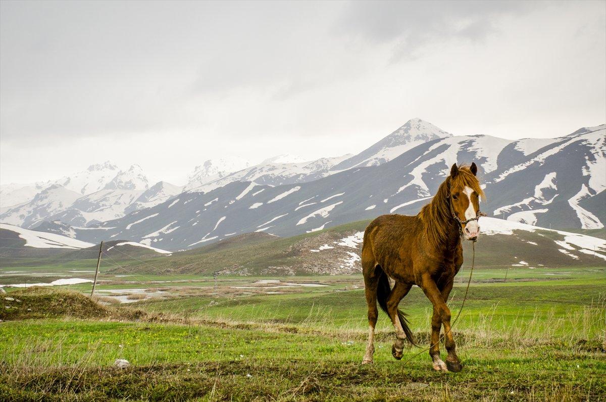 Faraşin Yaylası'ndan kartpostallık kareler
