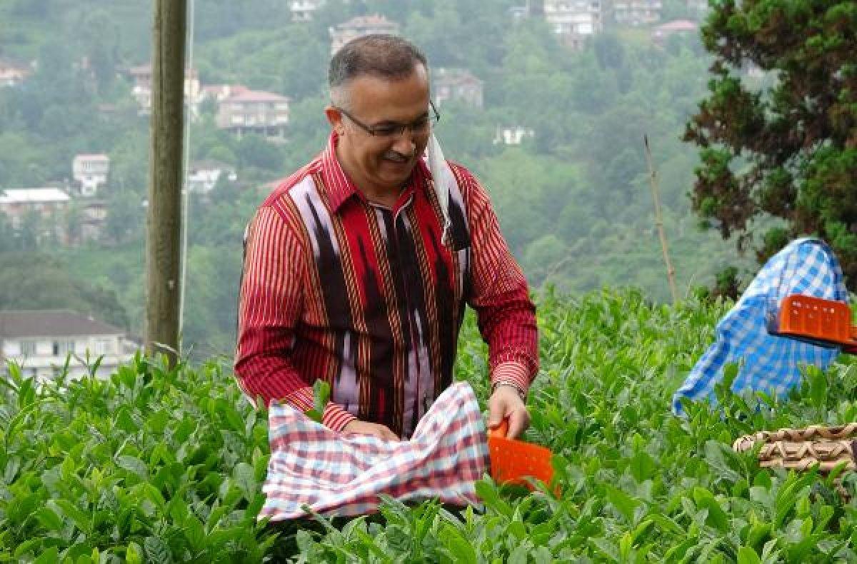 Rize'de 10 çay üreticisinde koronavirüs tespit edildi