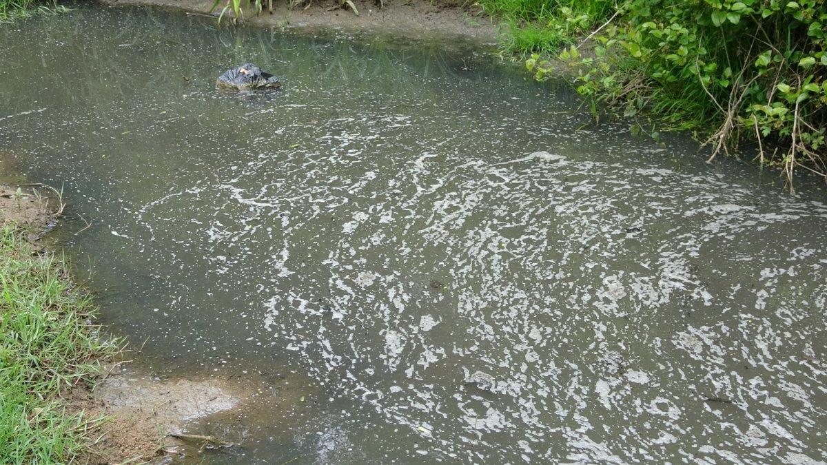 Aydos Ormanı'ndaki gölün içler acısı hali