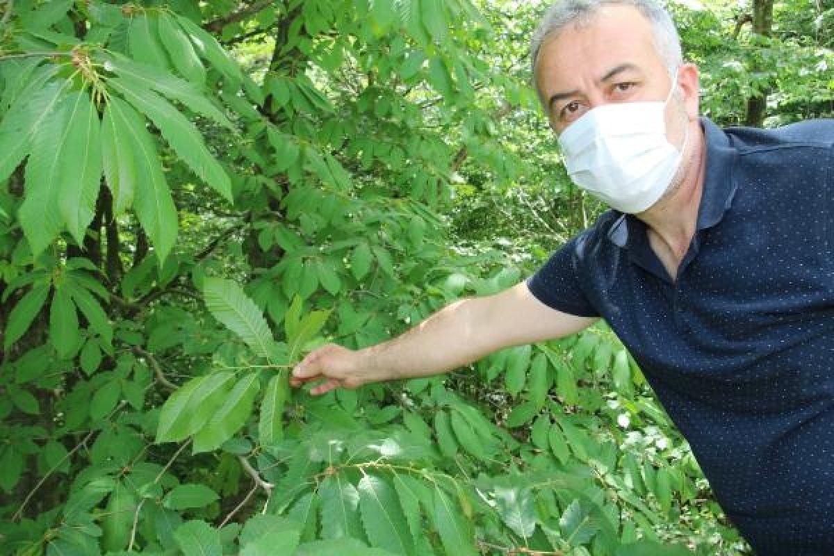 Gal arısı, kestane ağaçlarına zarar veriyor