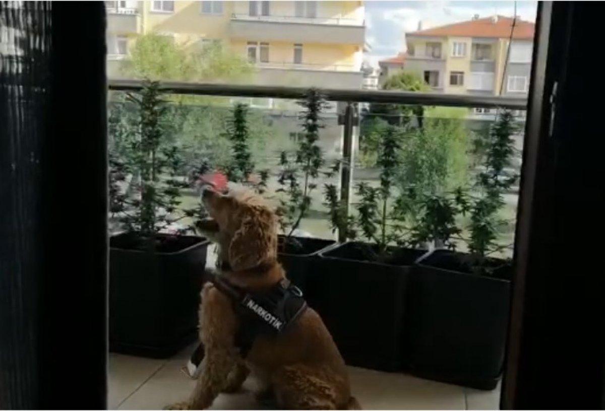 Balıkesir'de evinde Hint keneviri üreten şahıs yakalandı