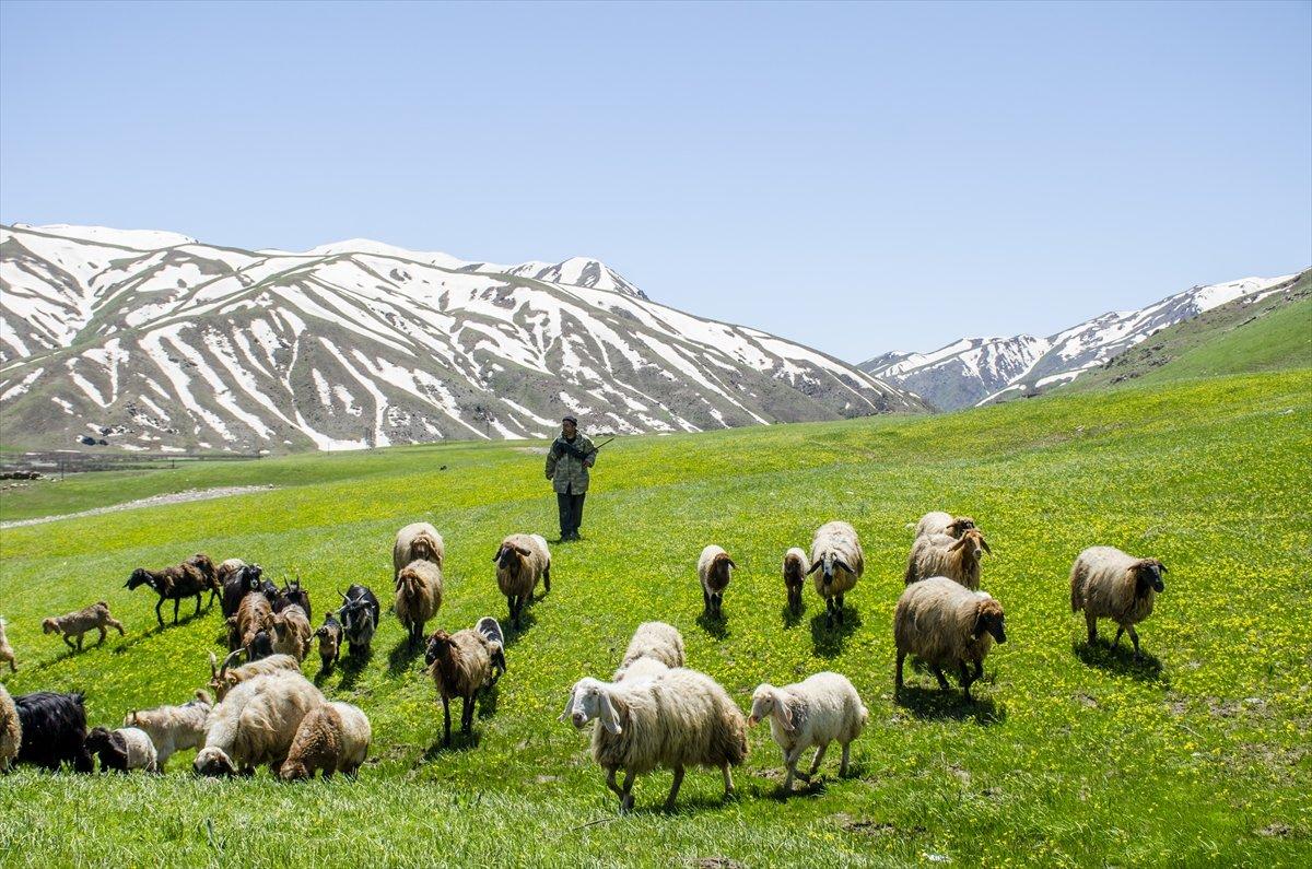 Faraşin Yaylası'ndan kartpostallık kareler
