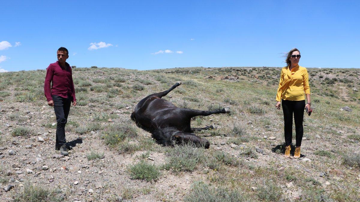 Niğde'de bir muhtarın atını vurdular