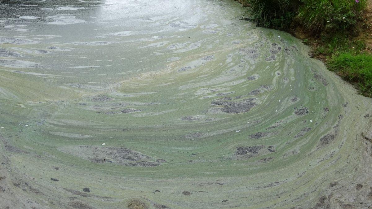 Aydos Ormanı'ndaki gölün içler acısı hali