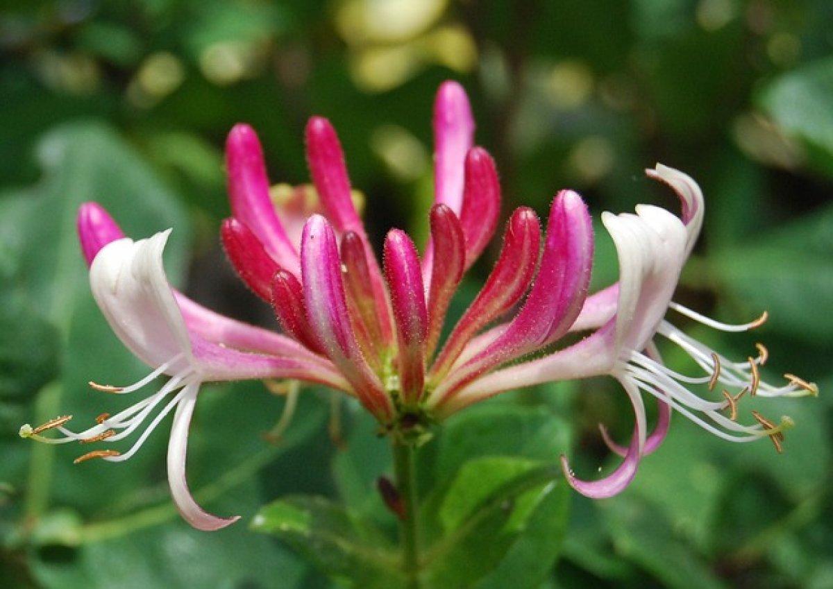 Hanımeli çiçeği nedir