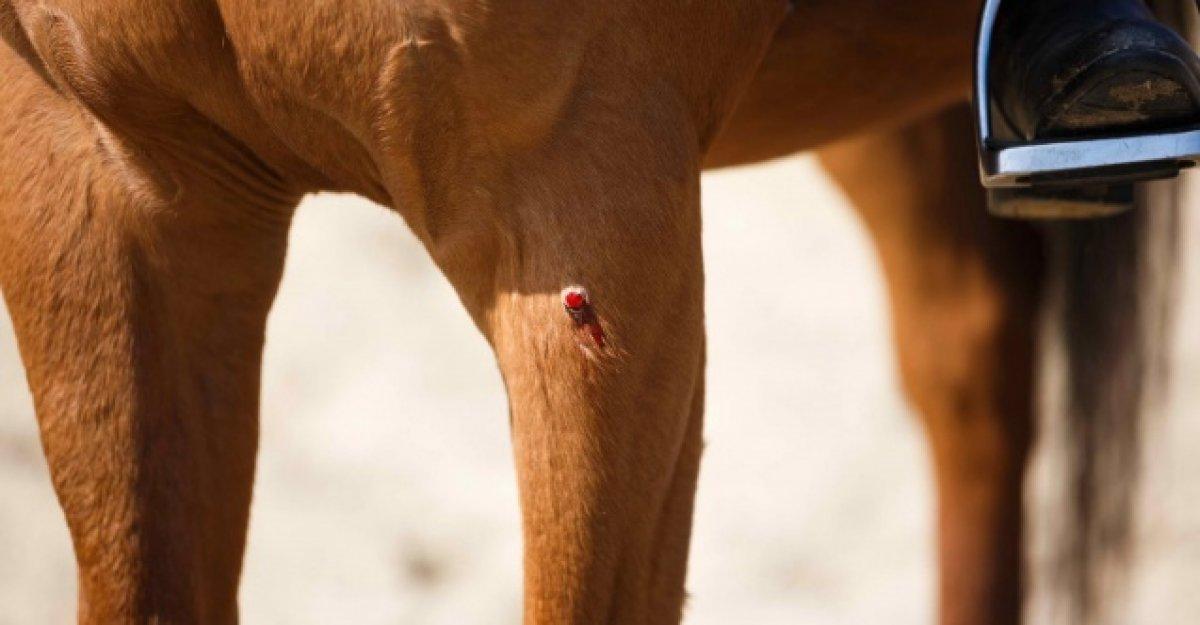 Ruam hastalığı nedir