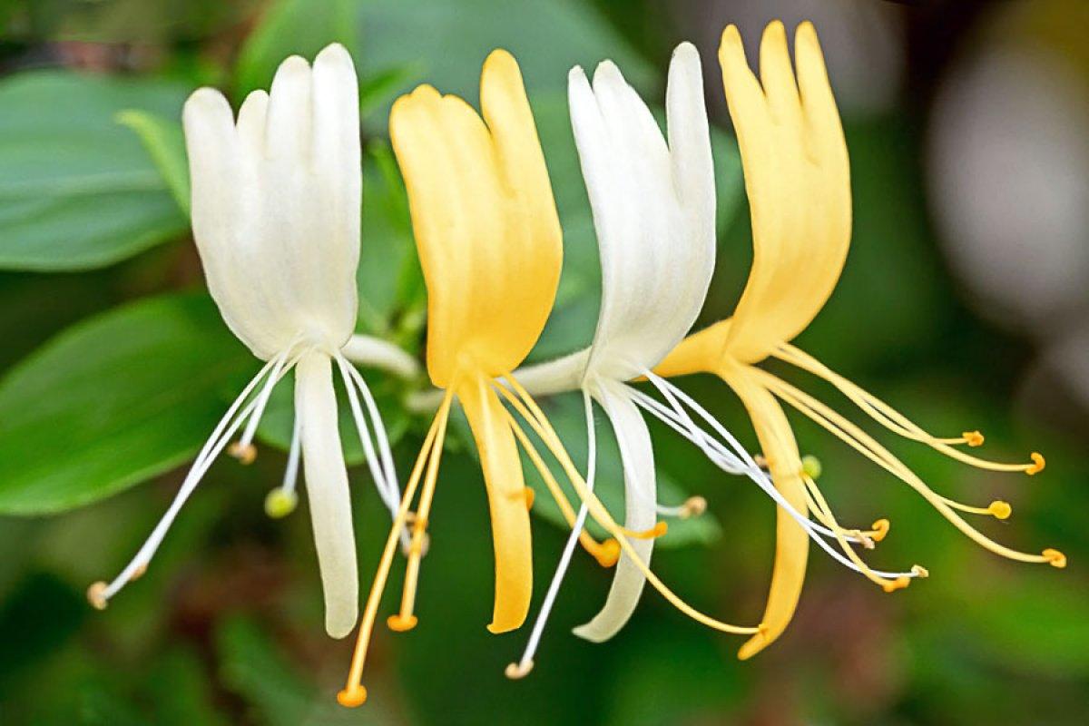 Hanımeli çiçeği nedir