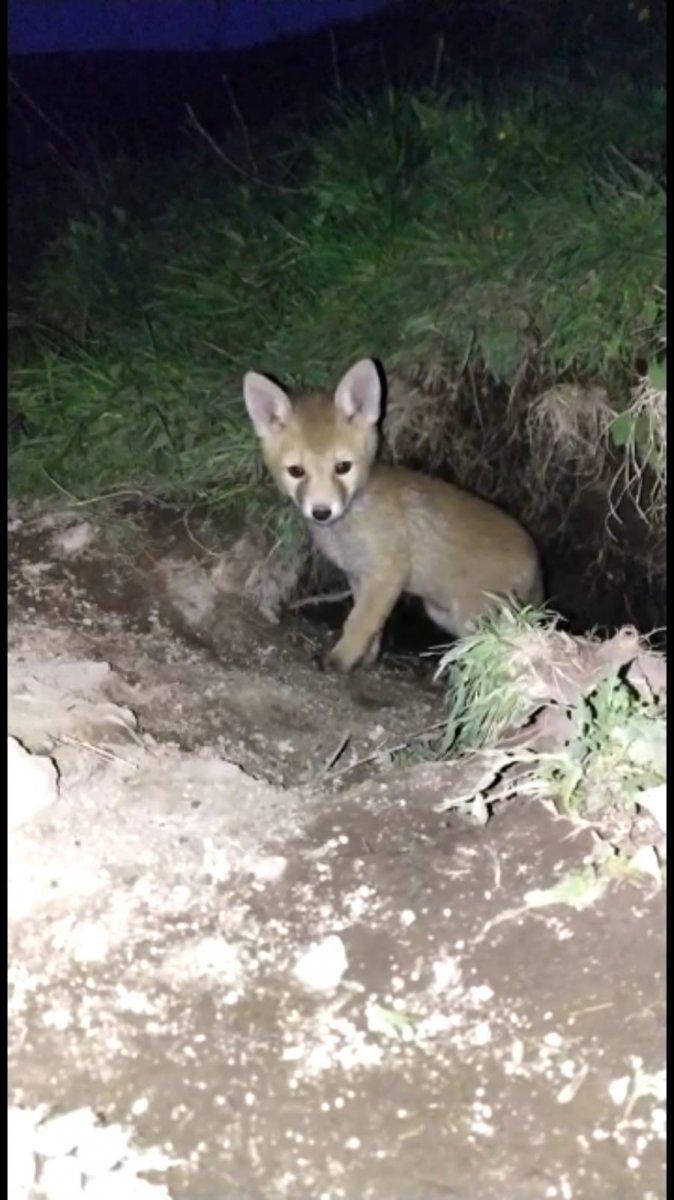 Ardahan'da yavru tilki görüntülendi
