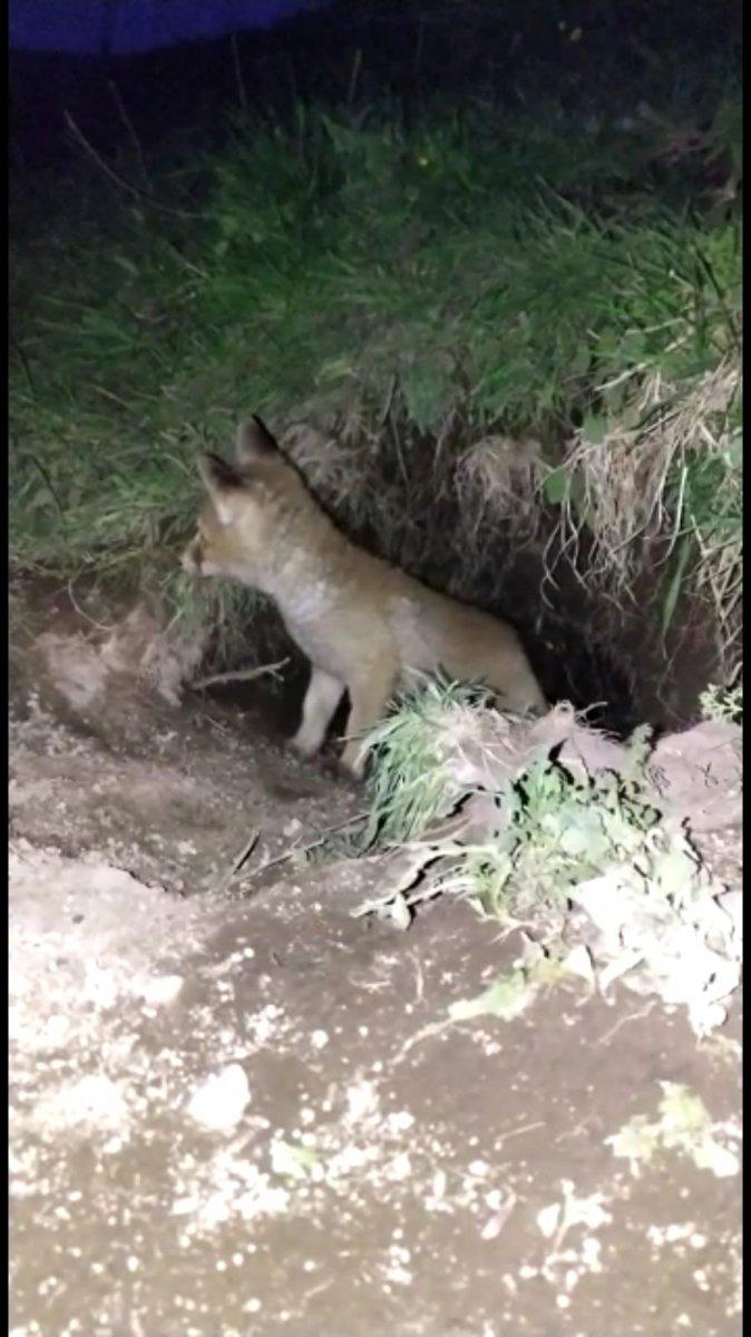 Ardahan'da yavru tilki görüntülendi