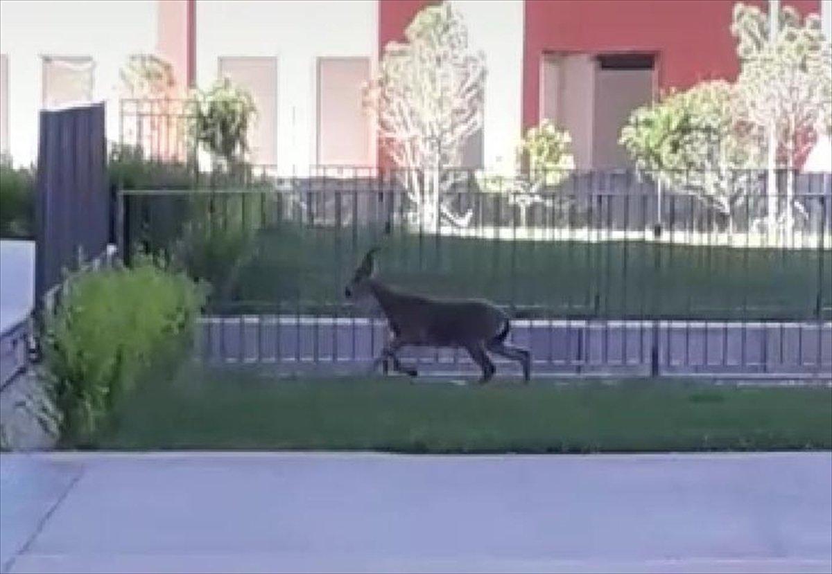 Elazığ'da hastane bahçesine yavru dağ keçisi girdi