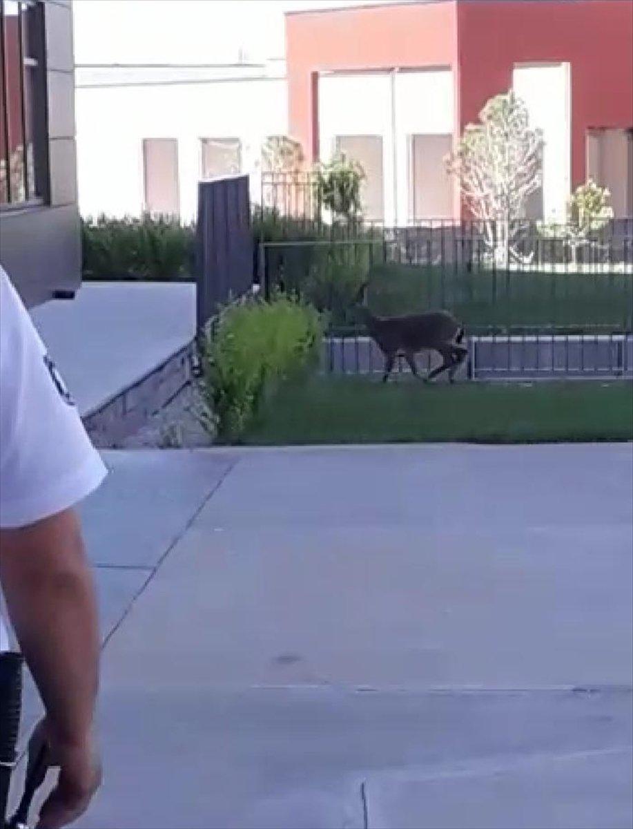 Elazığ'da hastane bahçesine yavru dağ keçisi girdi