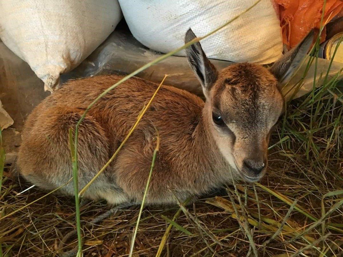 Tunceli'de bulunan yavru dağ keçisi annesine kavuştu