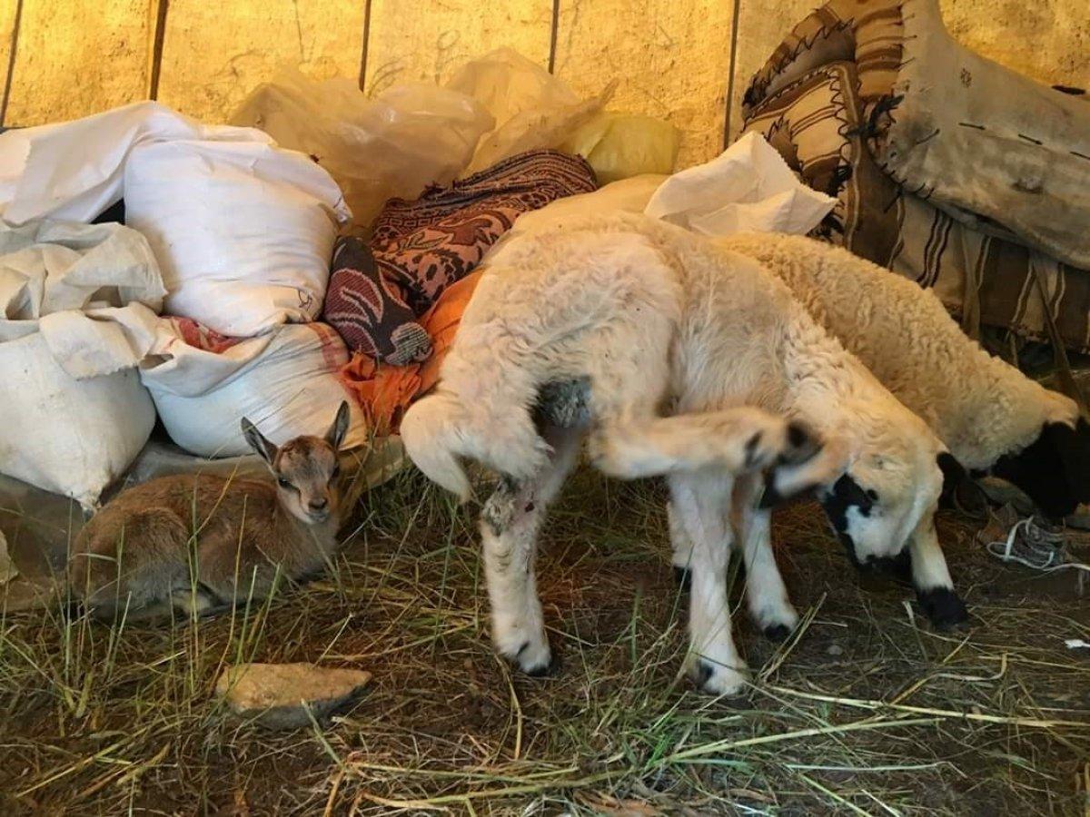 Tunceli'de bulunan yavru dağ keçisi annesine kavuştu