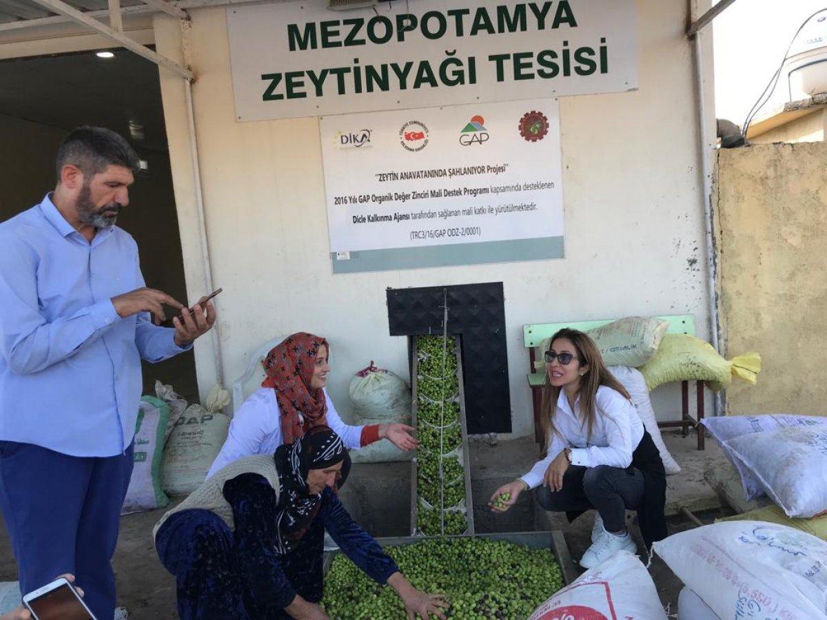 Derik zeytinyağının ilk ihracatı Tayvan'a oldu