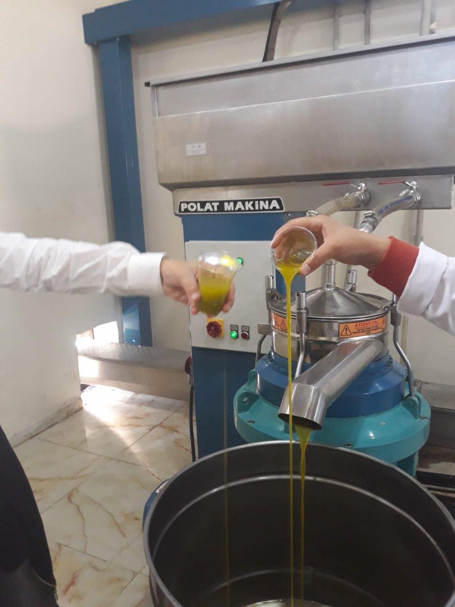 Derik zeytinyağının ilk ihracatı Tayvan'a oldu