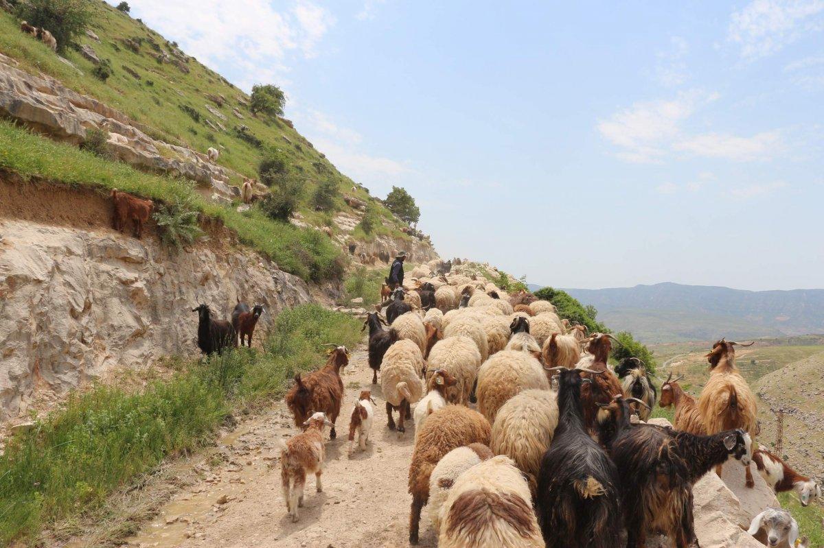 Siirt'te 10 bin lira maaşla çalışacak çoban yok