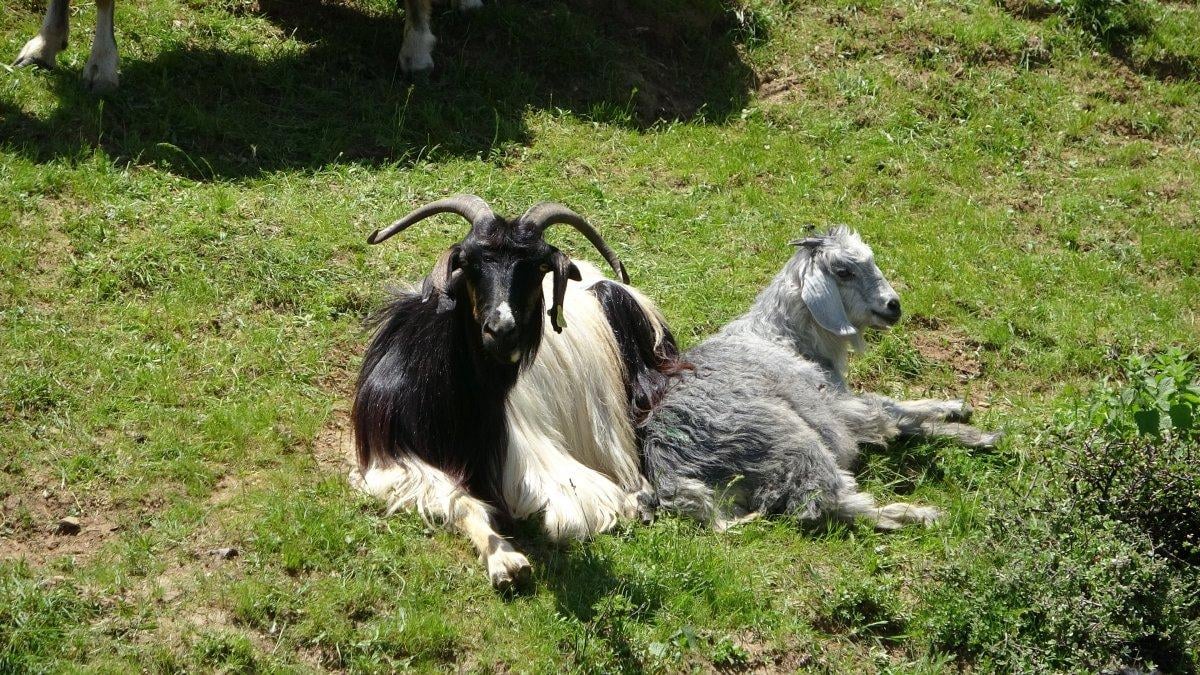 Terörden arındırılan köylerine 27 yıl sonra döndüler