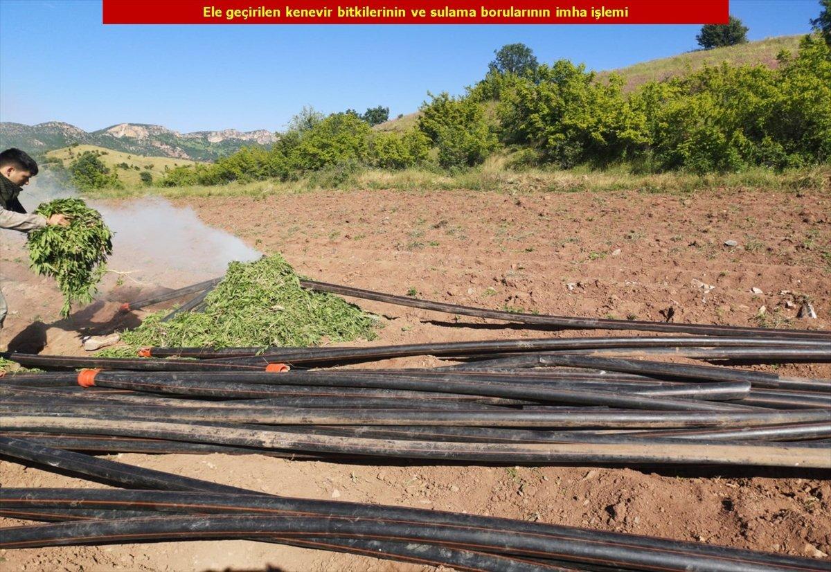 Diyarbakır'da 2 milyon 452 bin 500 kök kenevir bulundu