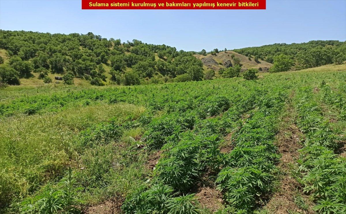 Diyarbakır'da 2 milyon 452 bin 500 kök kenevir bulundu