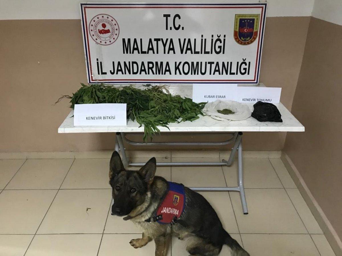 Malatya’da yasa dışı kenevir operasyonu